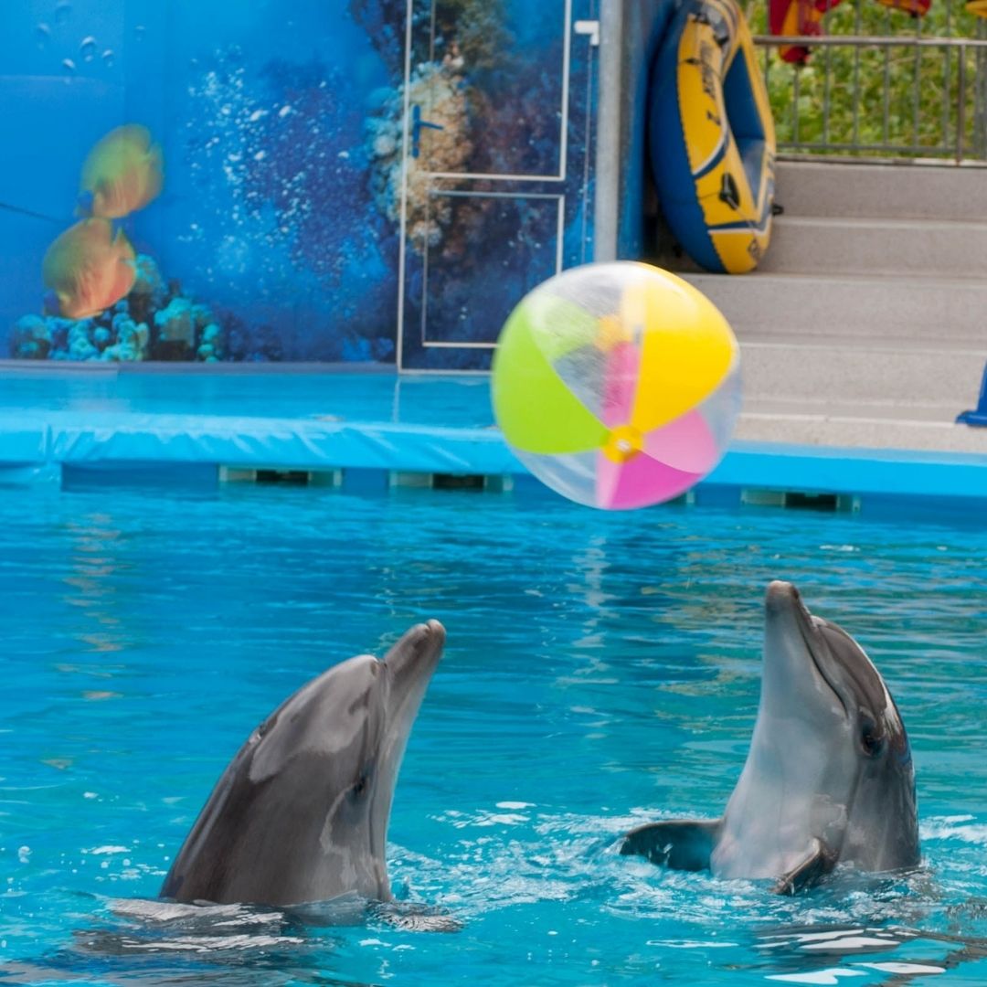 Antalya Delphin Show