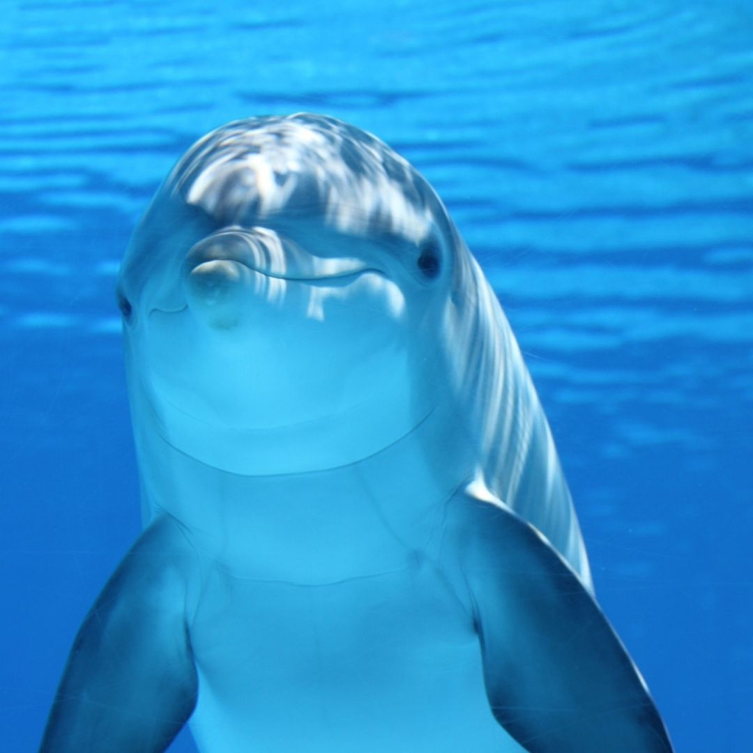 Antalya Delphin Show